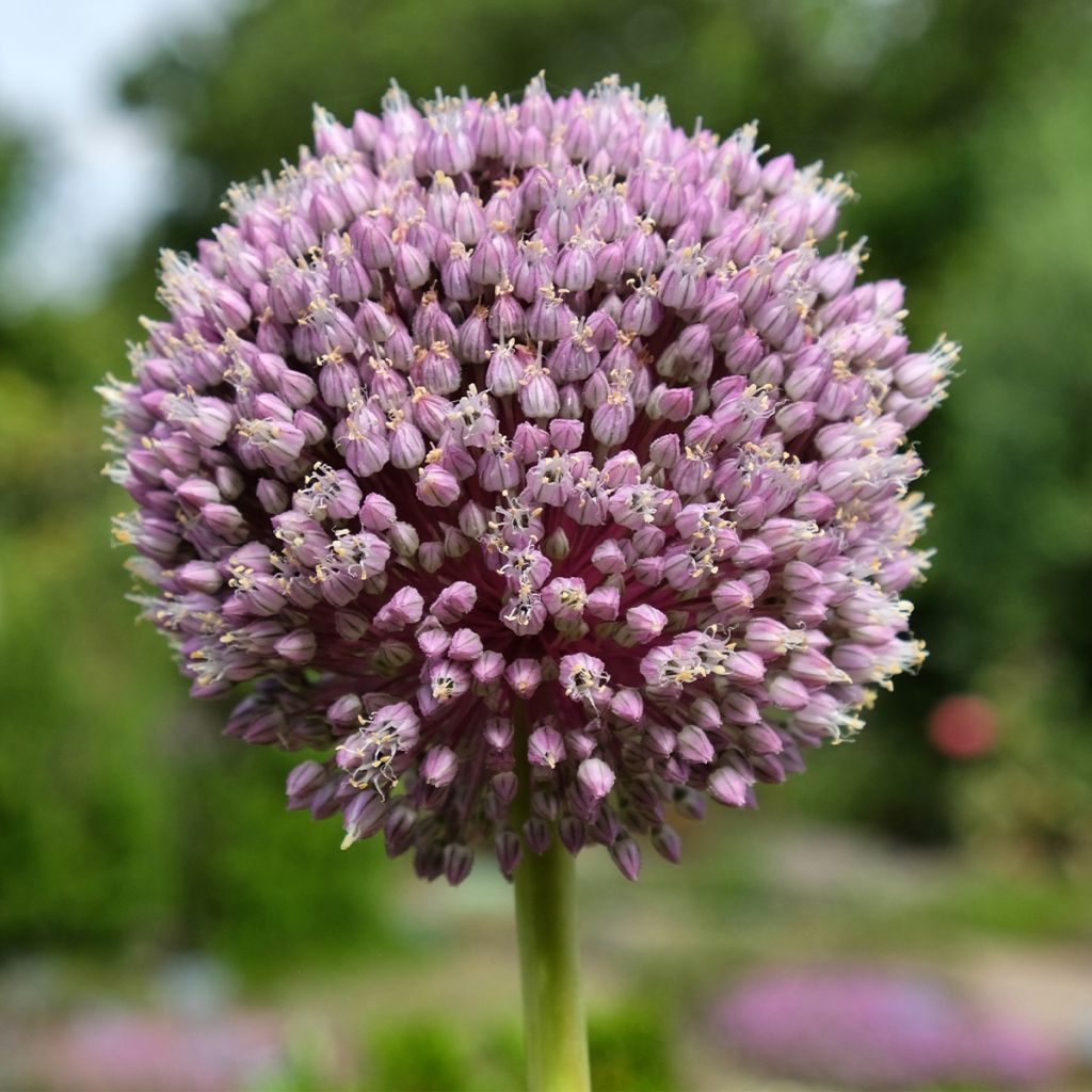 Allium Summer Drummer - Ajo decorativo