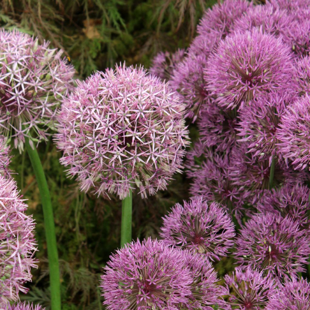 Allium Universe - Ajo decorativo