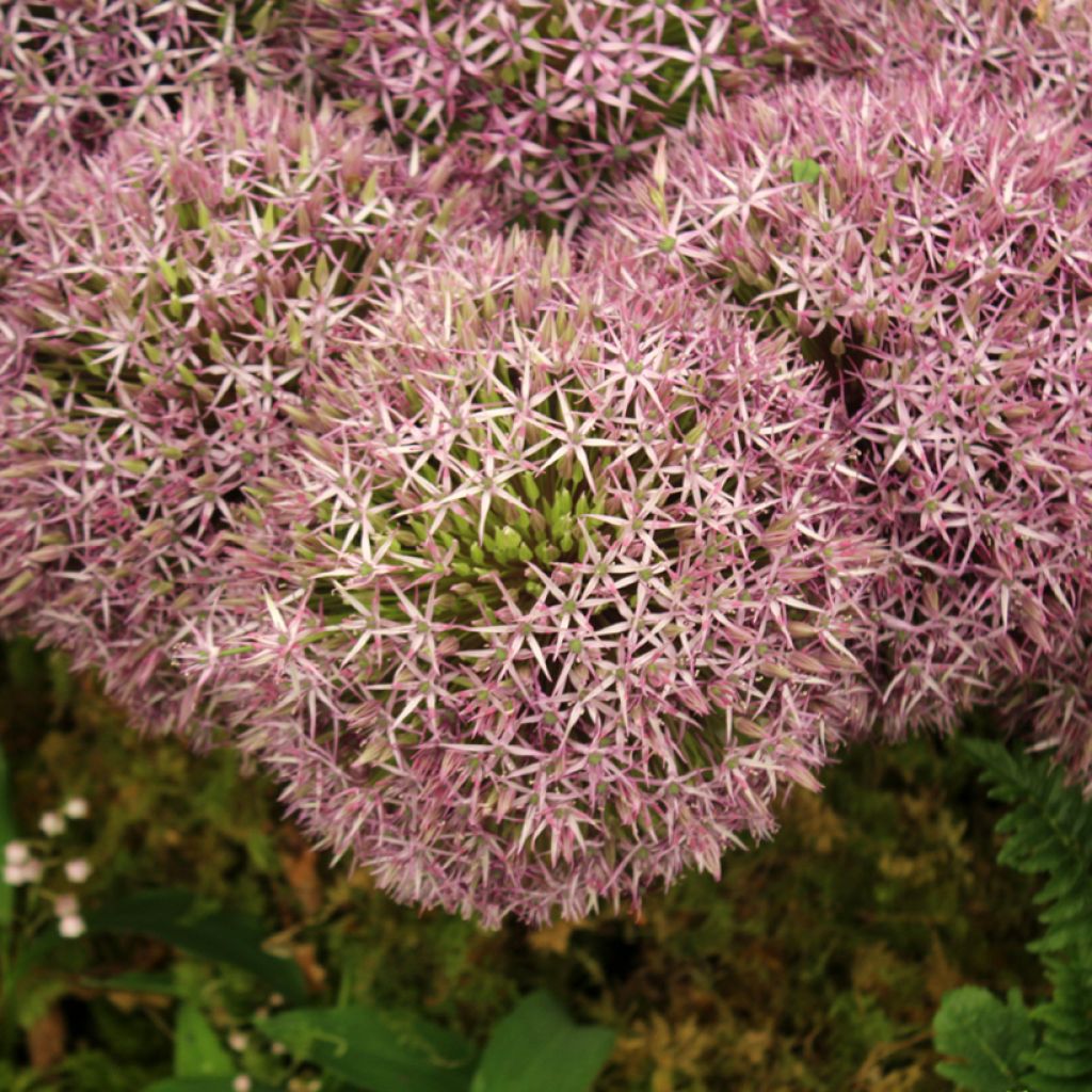 Allium Universe - Ajo decorativo