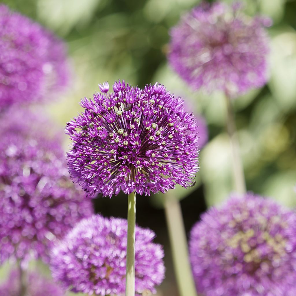 Allium aflatunense Purple Sensation - Ajo decorativo