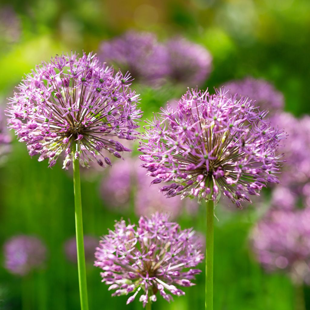 Allium aflatunense Purple Sensation - Ajo decorativo