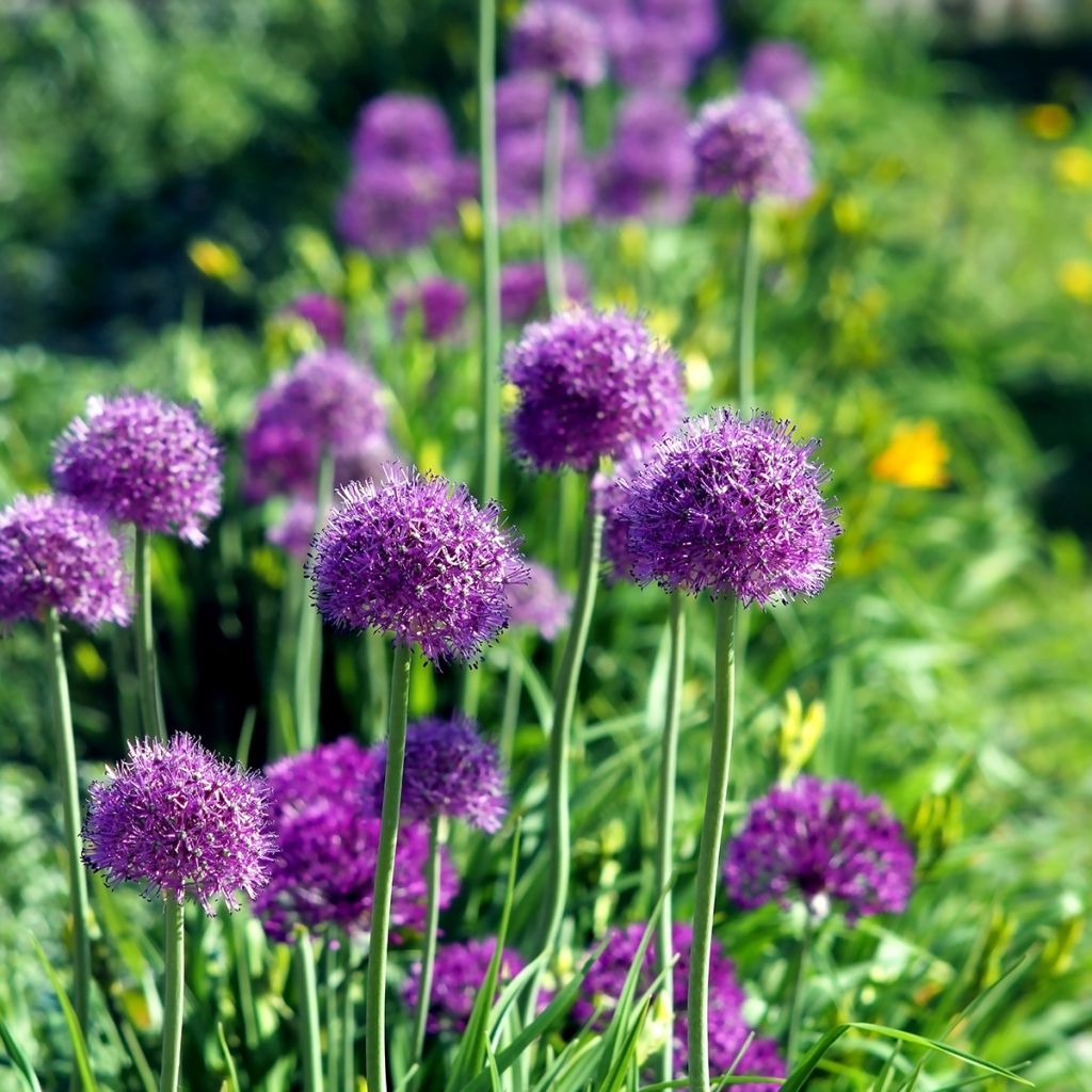 Allium aflatunense Purple Sensation - Ajo decorativo