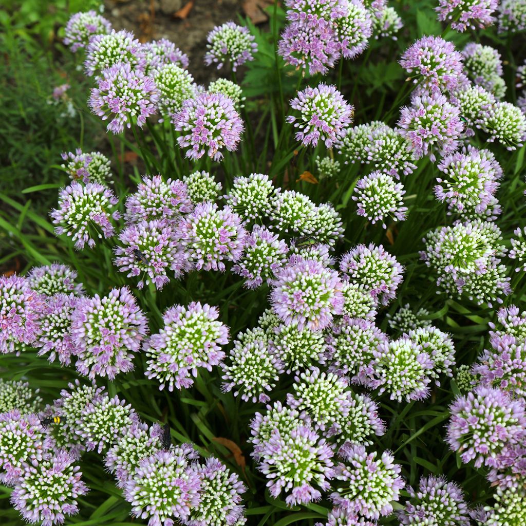 Allium angulosum - Ajo decorativo