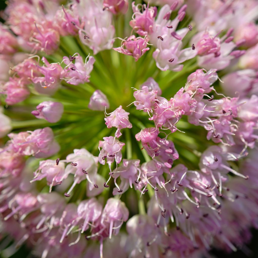 Allium angulosum - Ajo decorativo