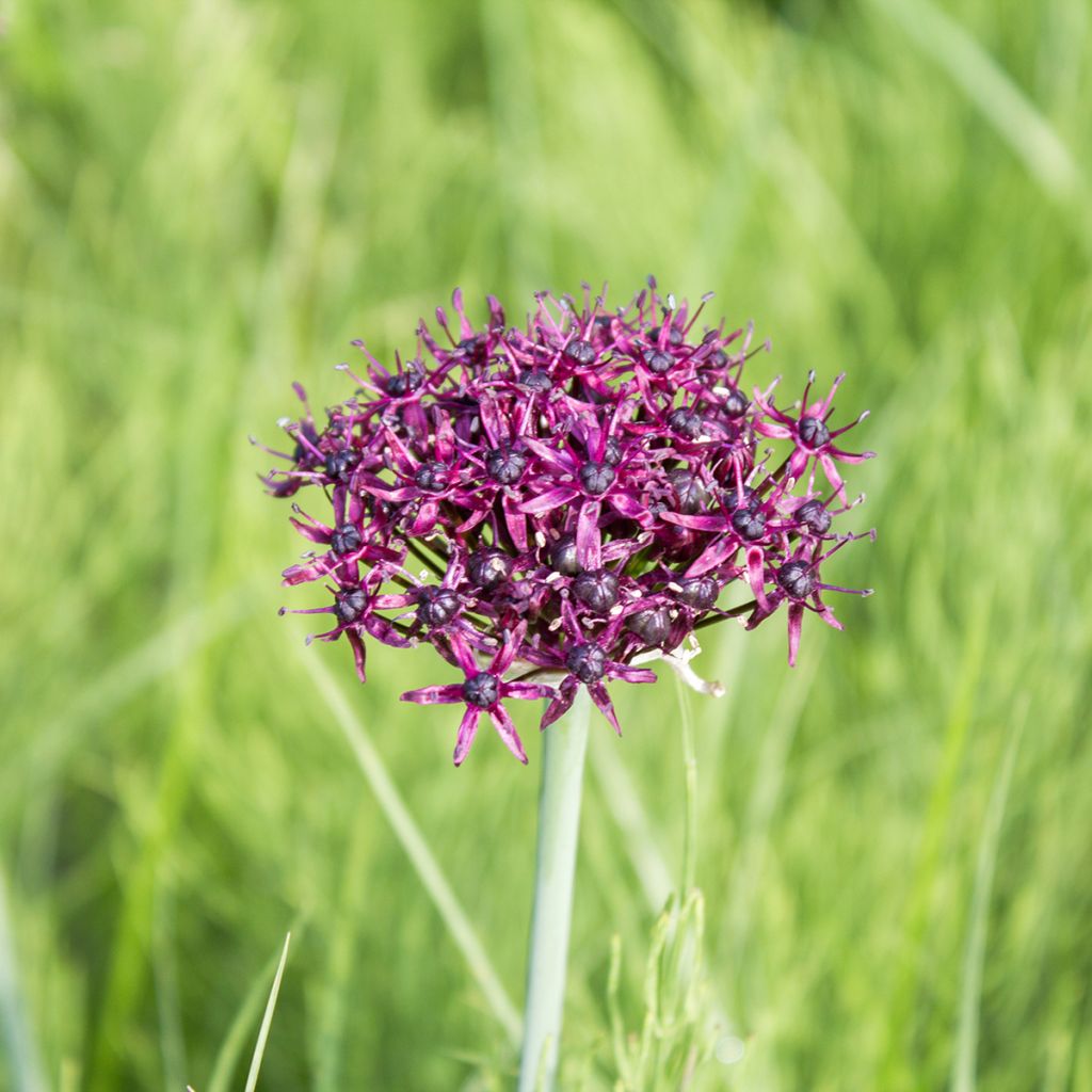 Allium atropurpureum - Ajo decorativo