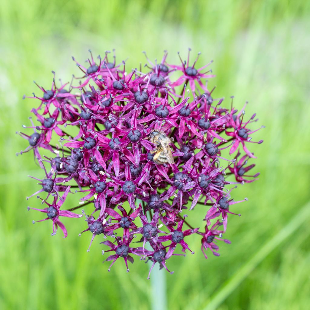 Allium atropurpureum - Ajo decorativo