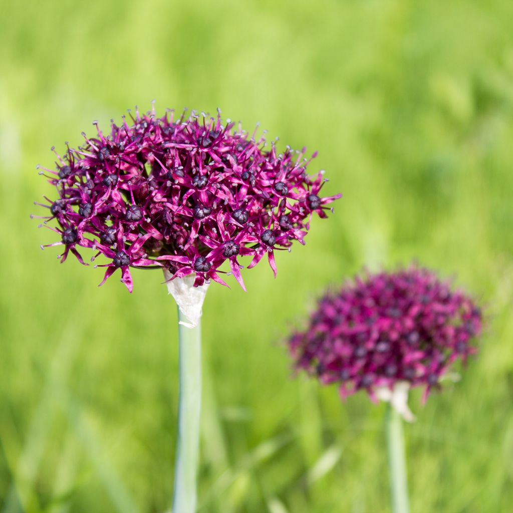 Allium atropurpureum - Ajo decorativo