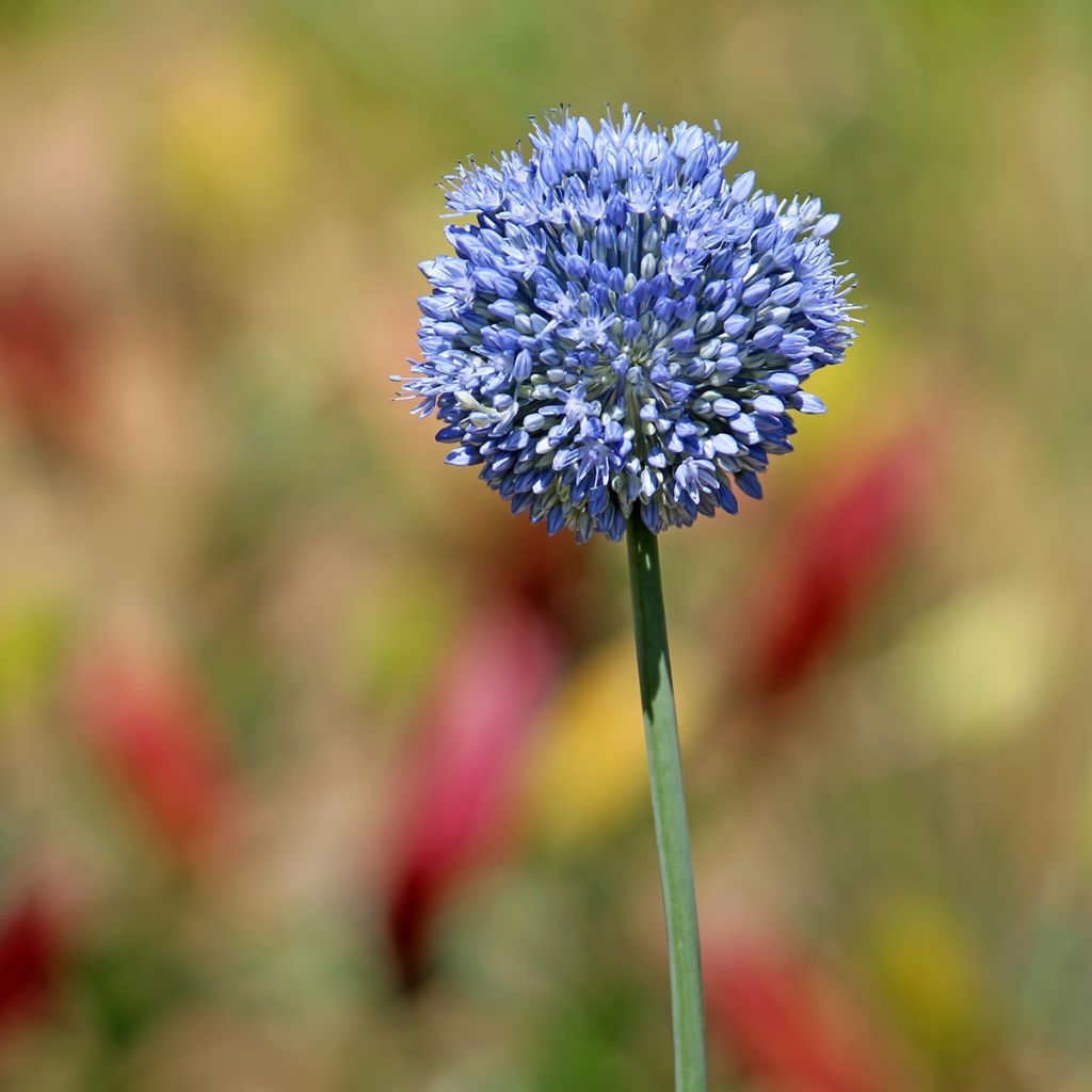 Allium caeruleum - Ajo decorativo azul