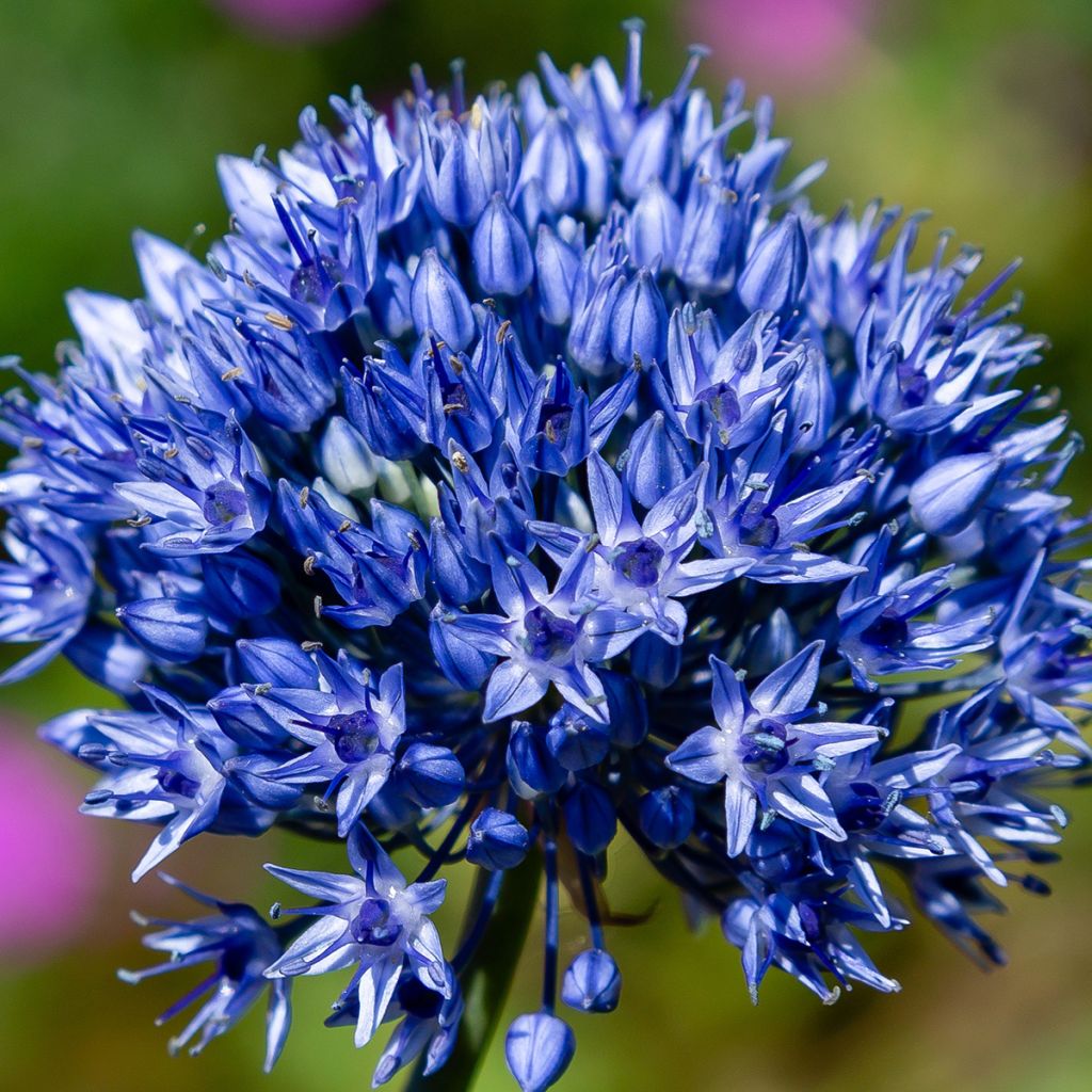 Allium caeruleum - Ajo decorativo azul