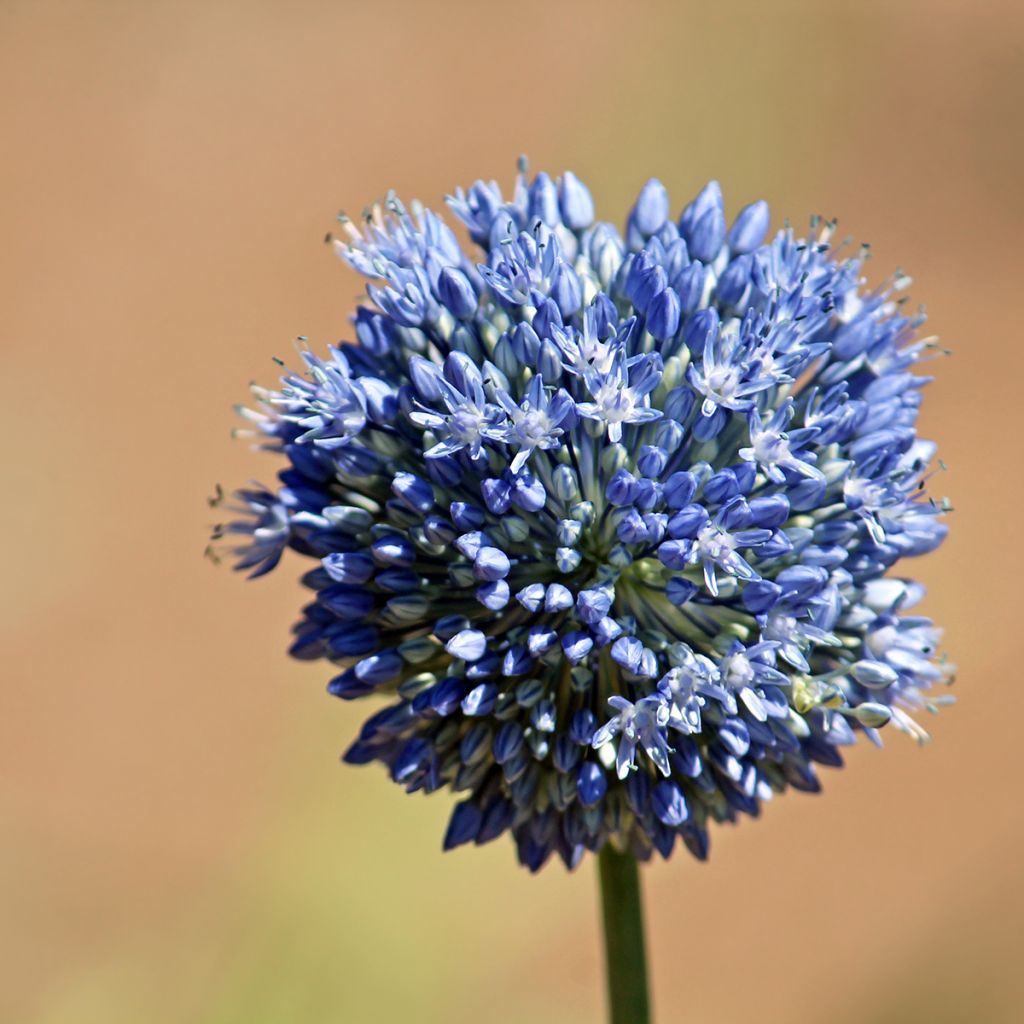 Allium caeruleum - Ajo decorativo azul