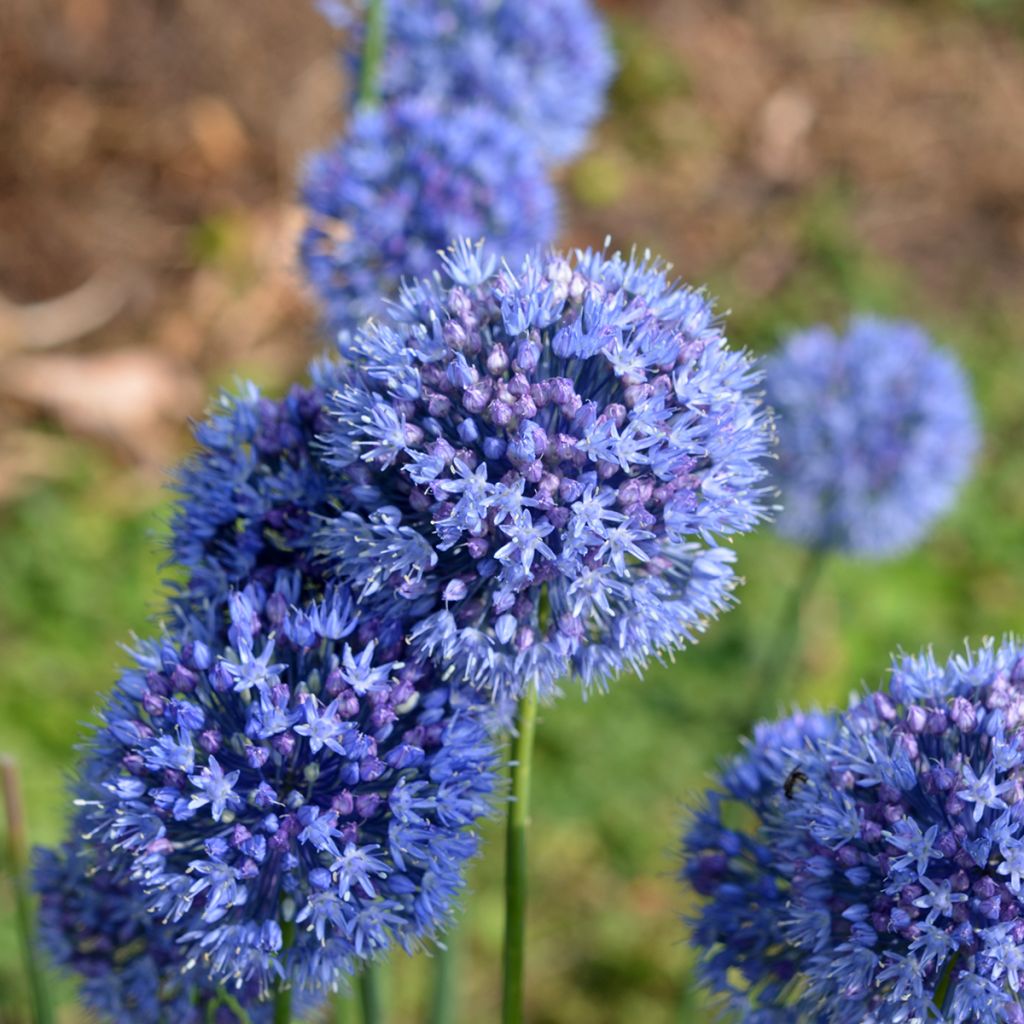 Allium caeruleum - Ajo decorativo azul