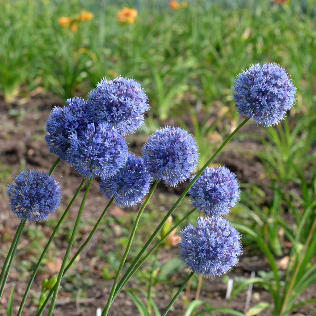 Allium caeruleum - Ajo decorativo azul