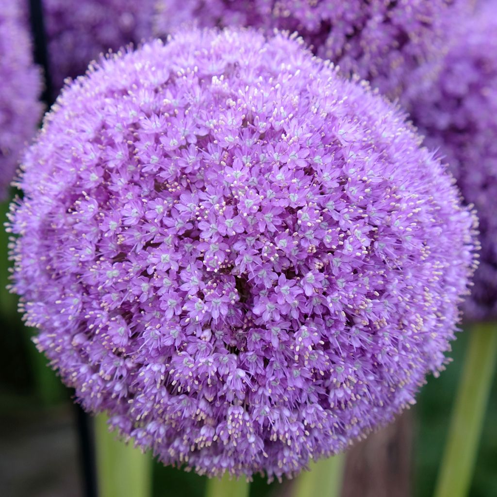 Allium giganteum - Allium gigante