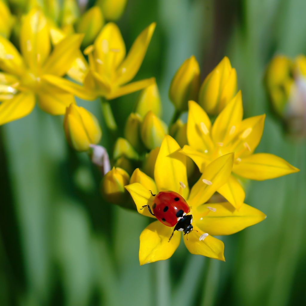 Allium moly - Ajo decorativo