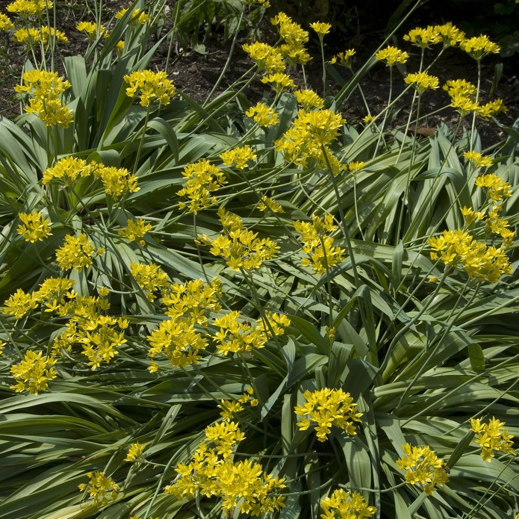 Allium moly - Ajo decorativo