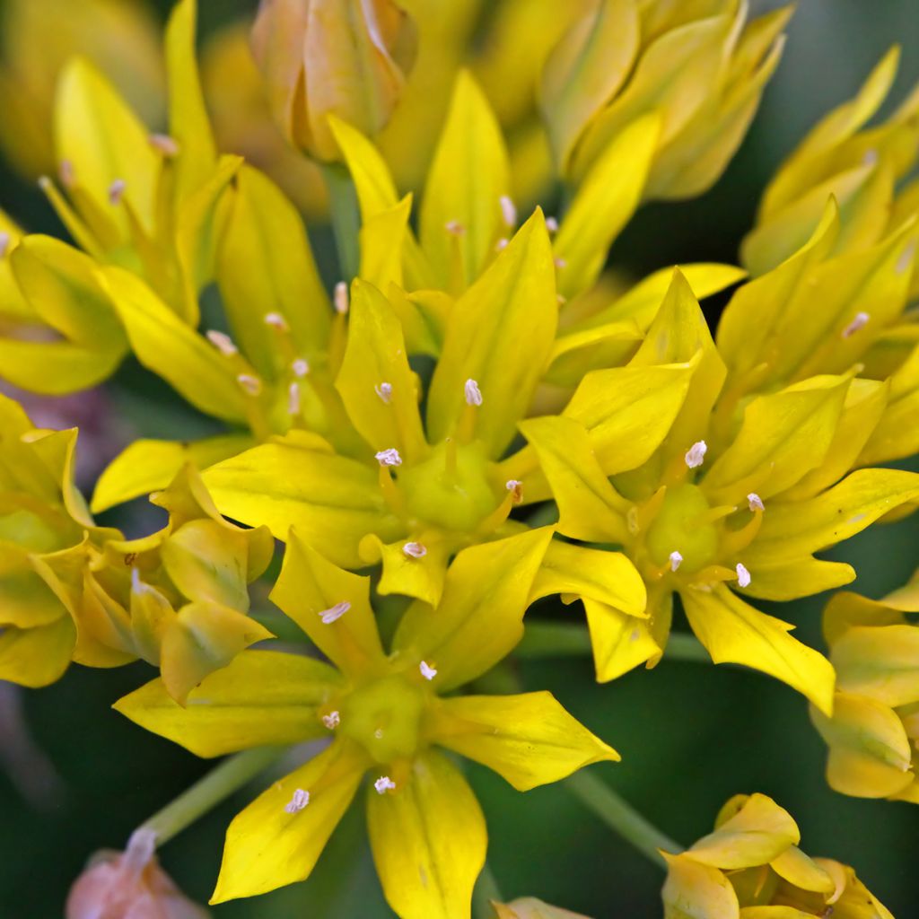 Allium moly - Ajo decorativo