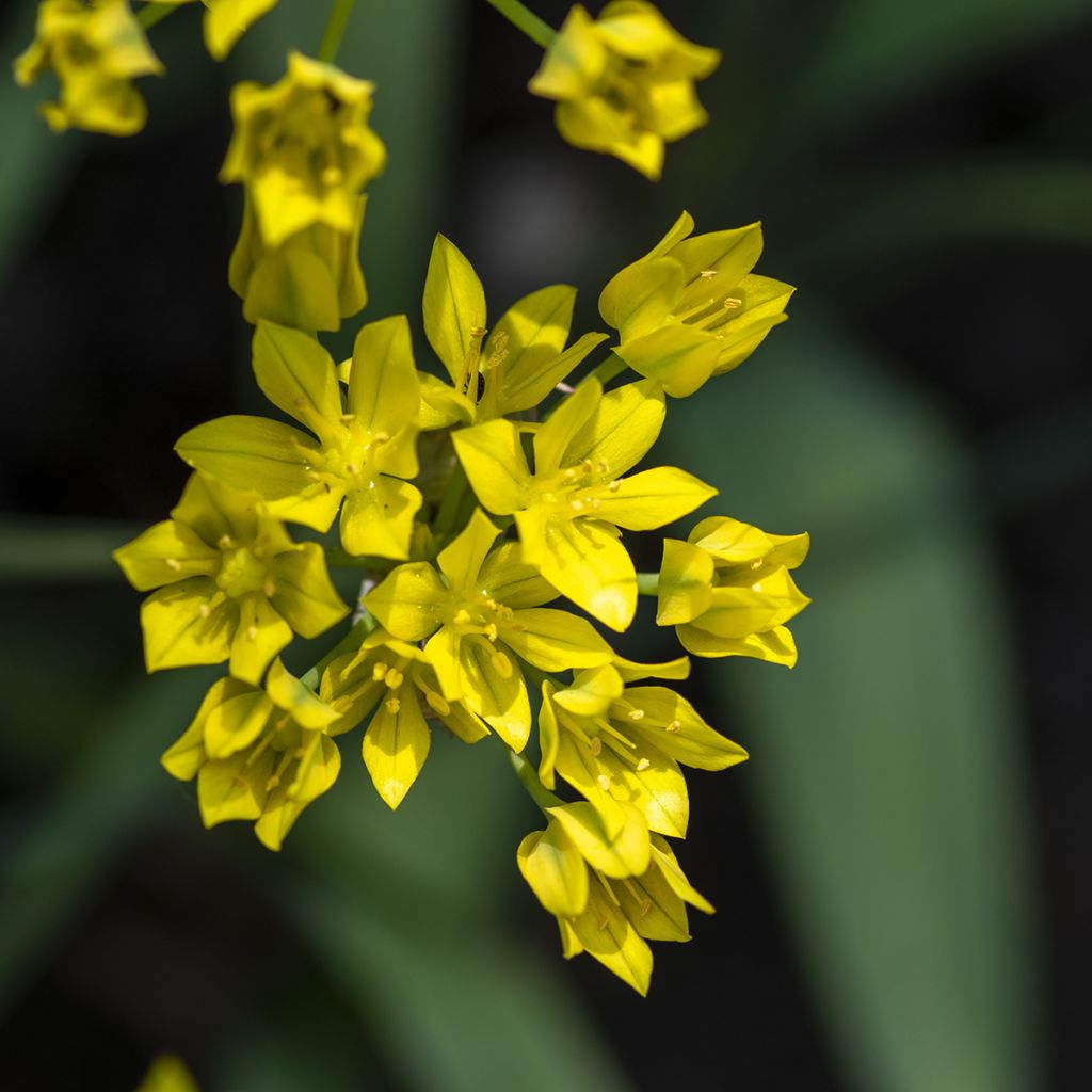 Allium moly - Ajo decorativo