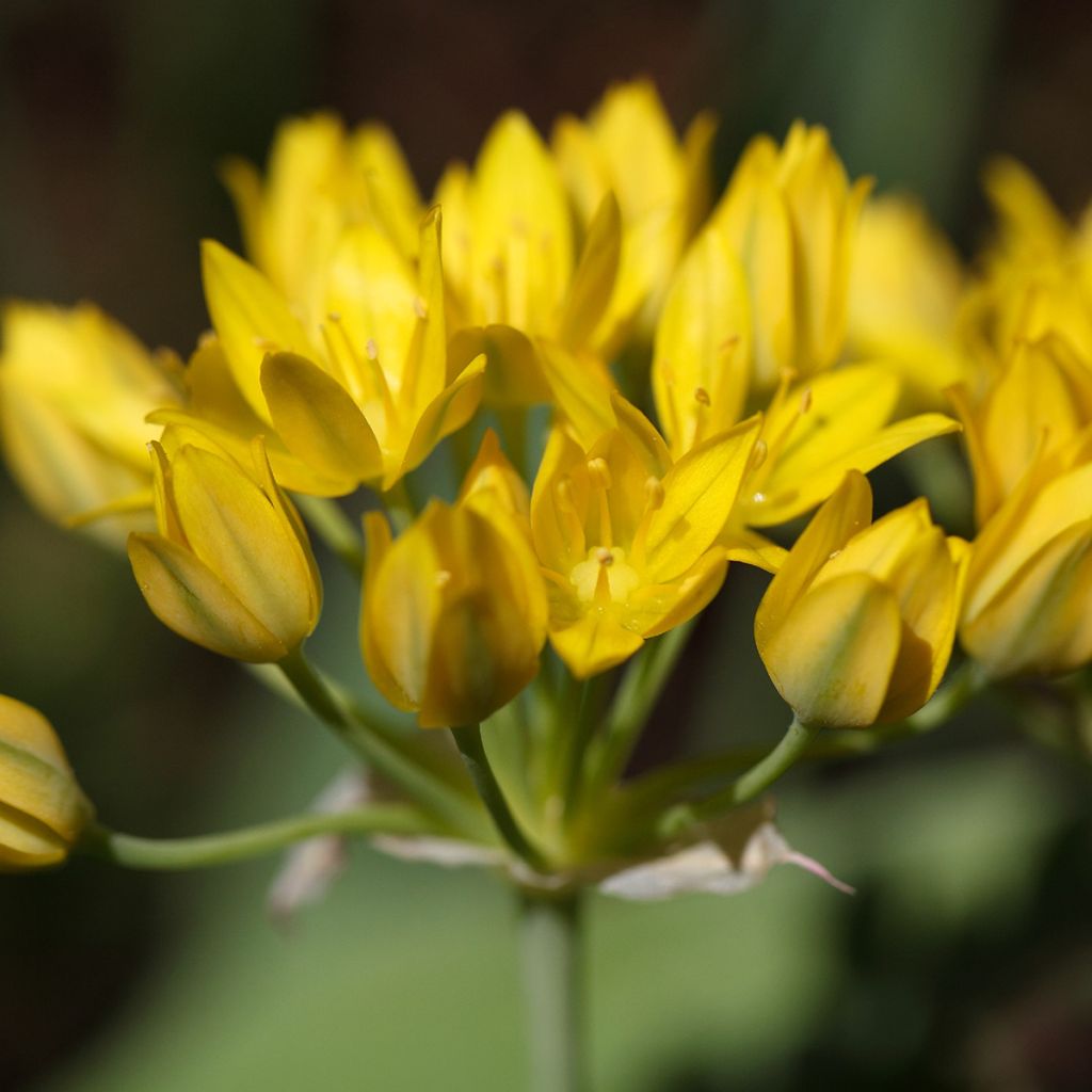 Allium moly - Ajo decorativo