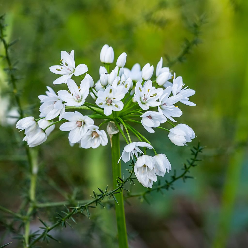 Allium neapolitanum Cowanii