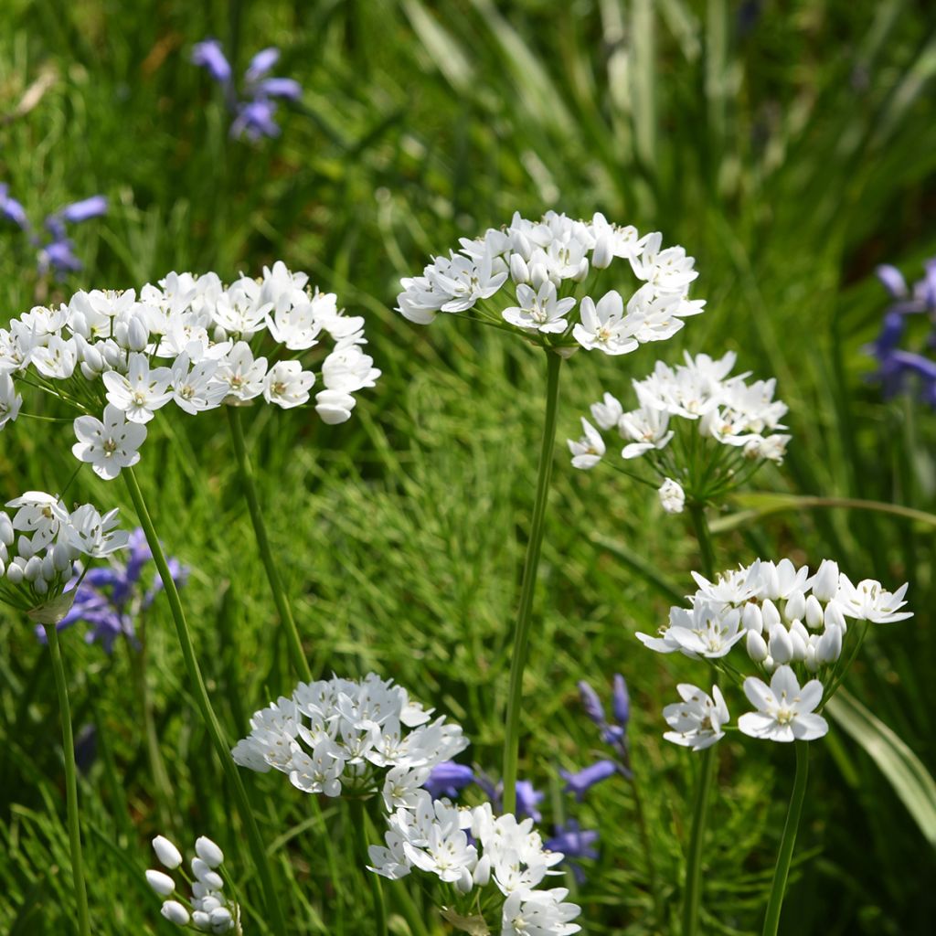 Allium neapolitanum Cowanii