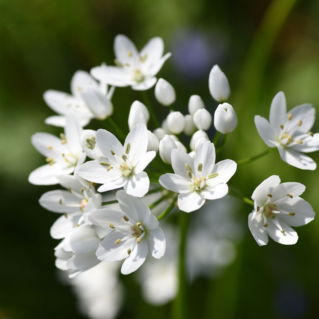 Allium neapolitanum Cowanii