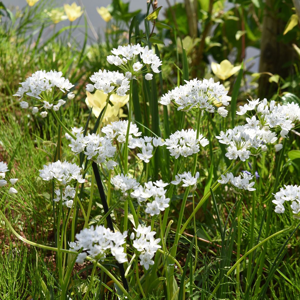 Allium neapolitanum Cowanii