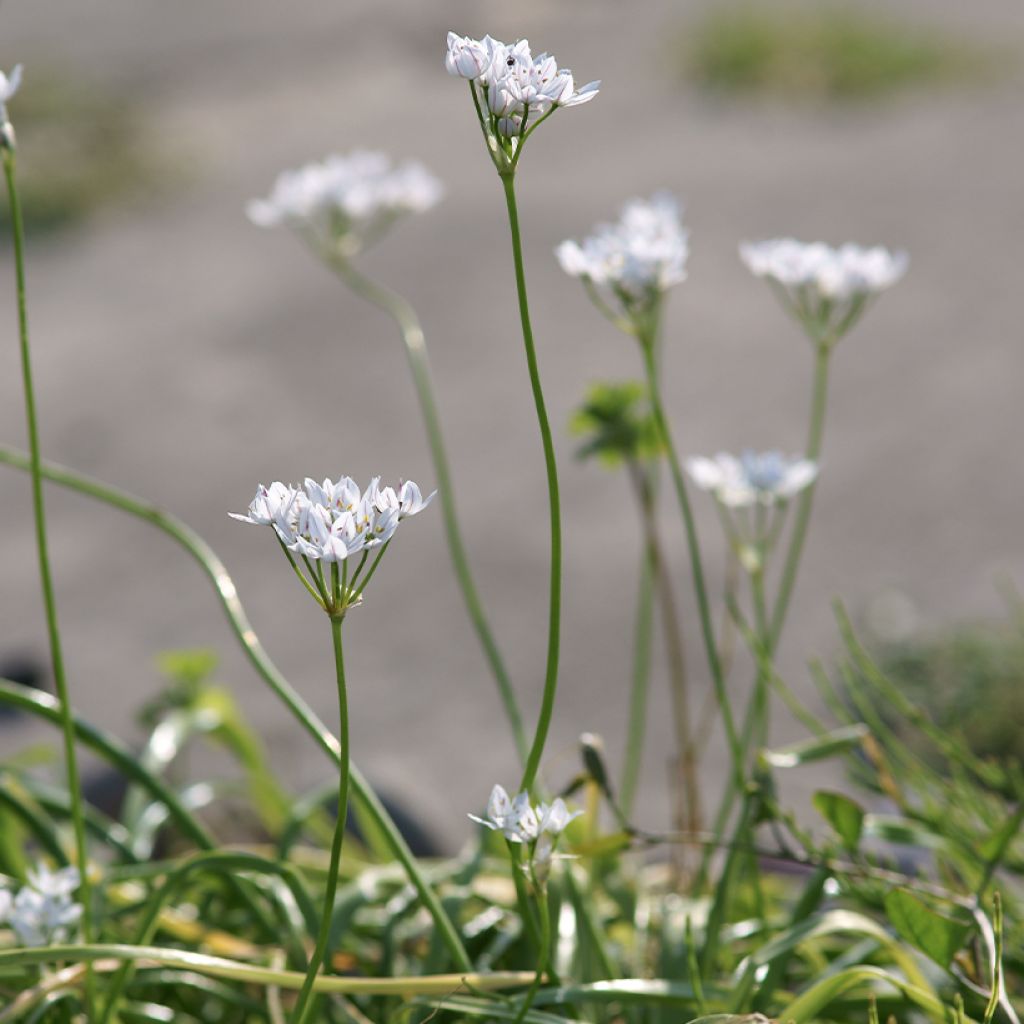 Allium neapolitanum - Ajo blanco