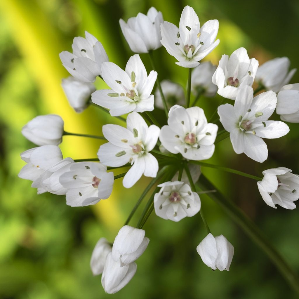 Allium neapolitanum - Ajo blanco