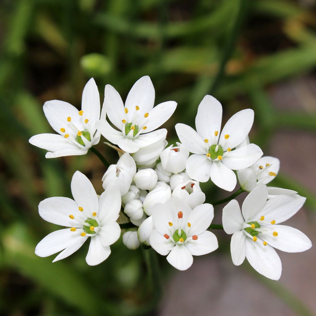 Allium neapolitanum - Ajo blanco