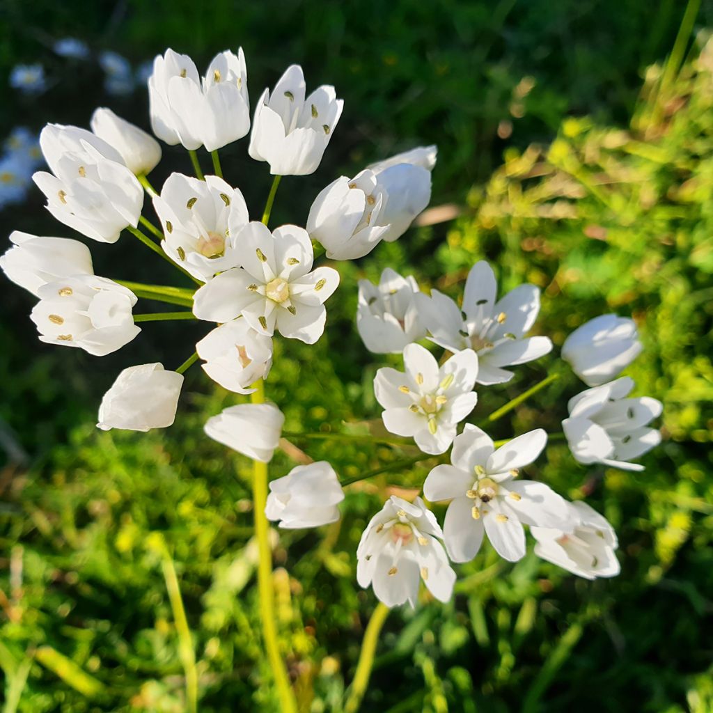 Allium neapolitanum - Ajo blanco