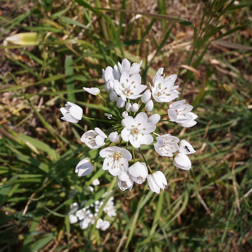 Allium neapolitanum - Ajo blanco