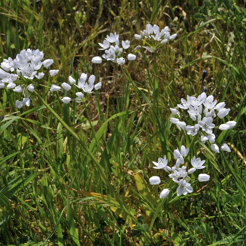 Allium neapolitanum - Ajo blanco