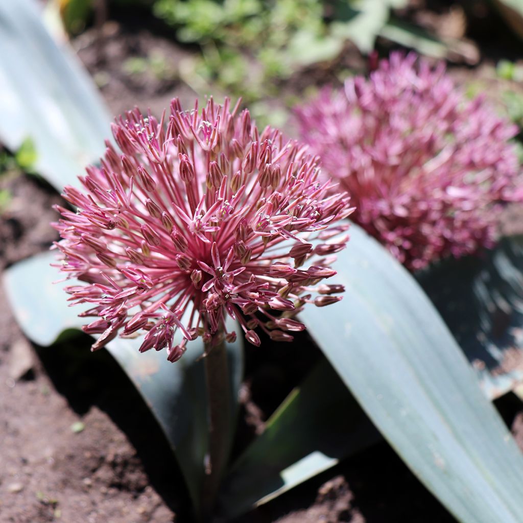 Allium nevskianum - Ajo decorativo