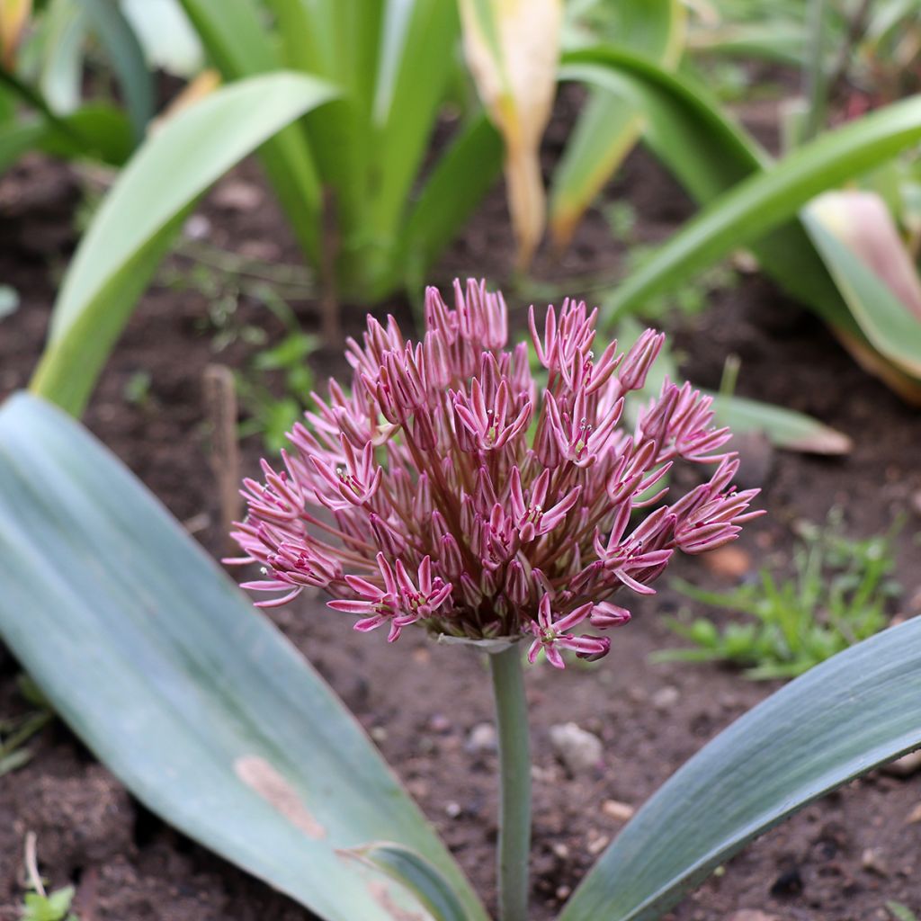 Allium nevskianum - Ajo decorativo