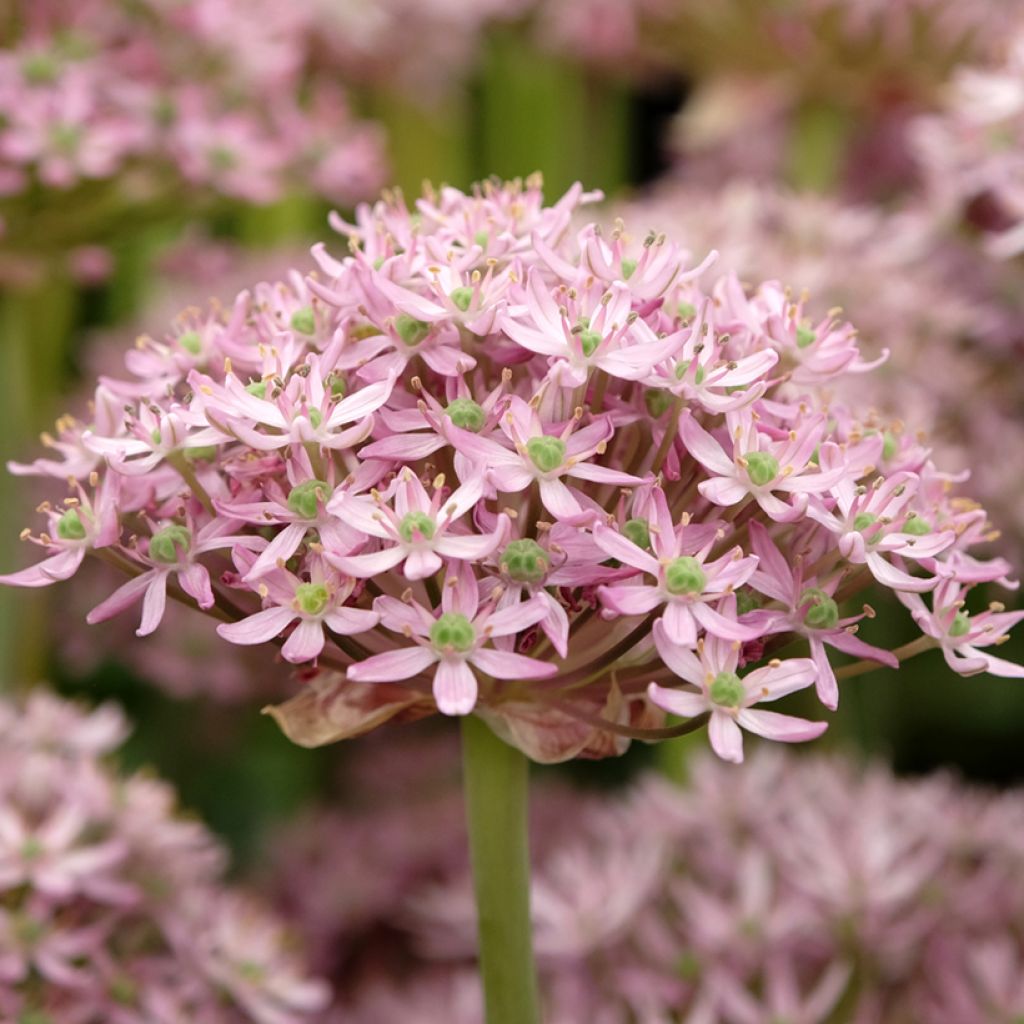 Ail d'ornement - Allium nigrum Pink Jewel