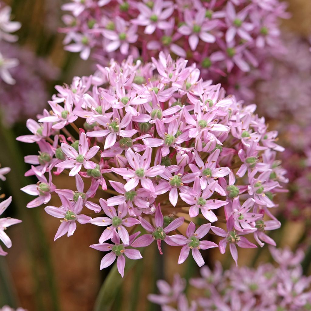 Ail d'ornement - Allium nigrum Pink Jewel