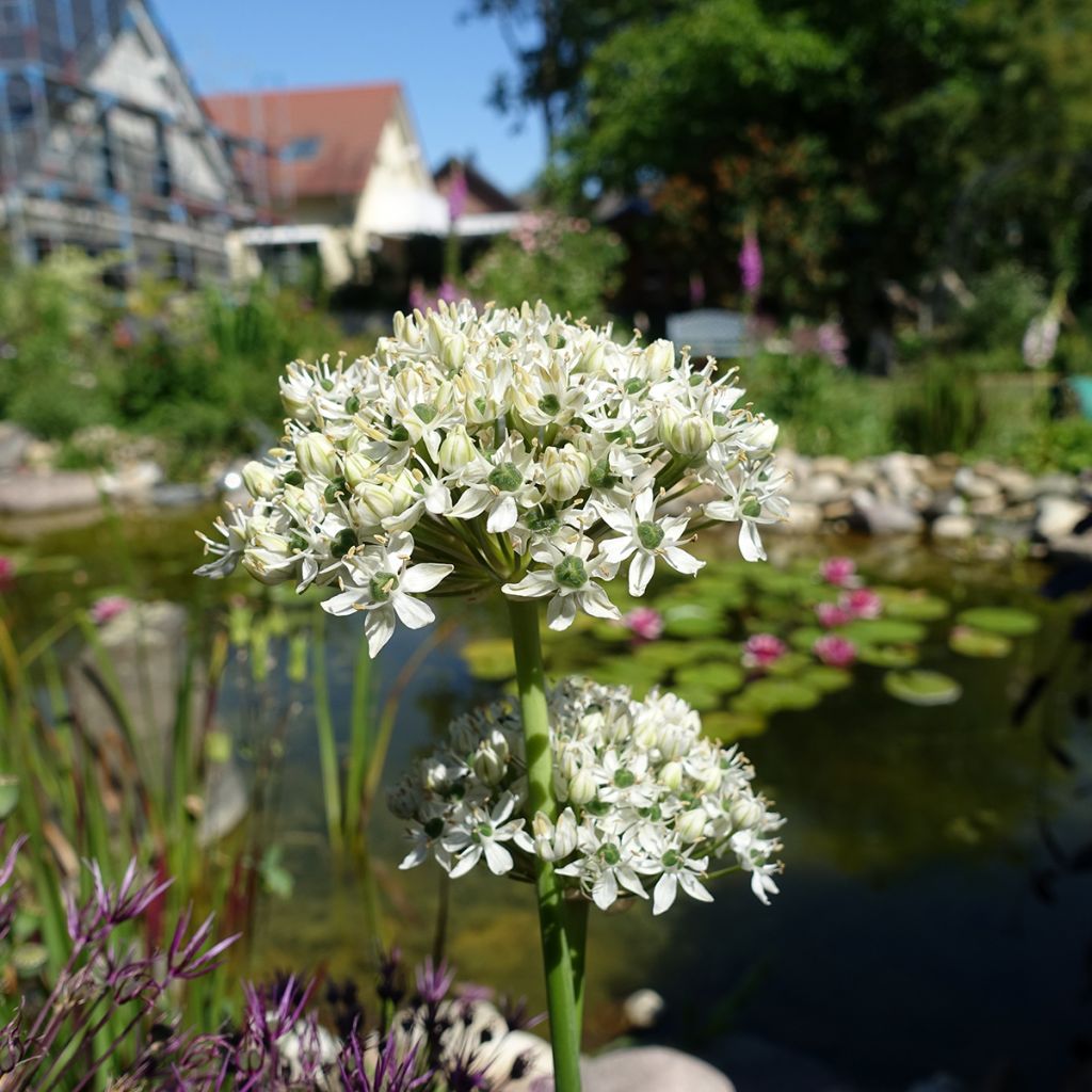 Allium nigrum ssp multibulbosum - Ajo decorativo