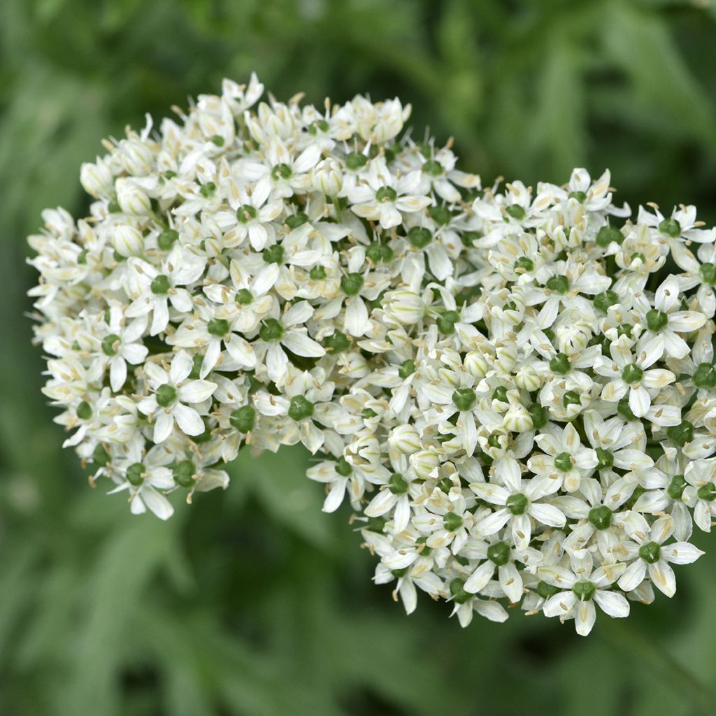 Allium nigrum ssp multibulbosum - Ajo decorativo