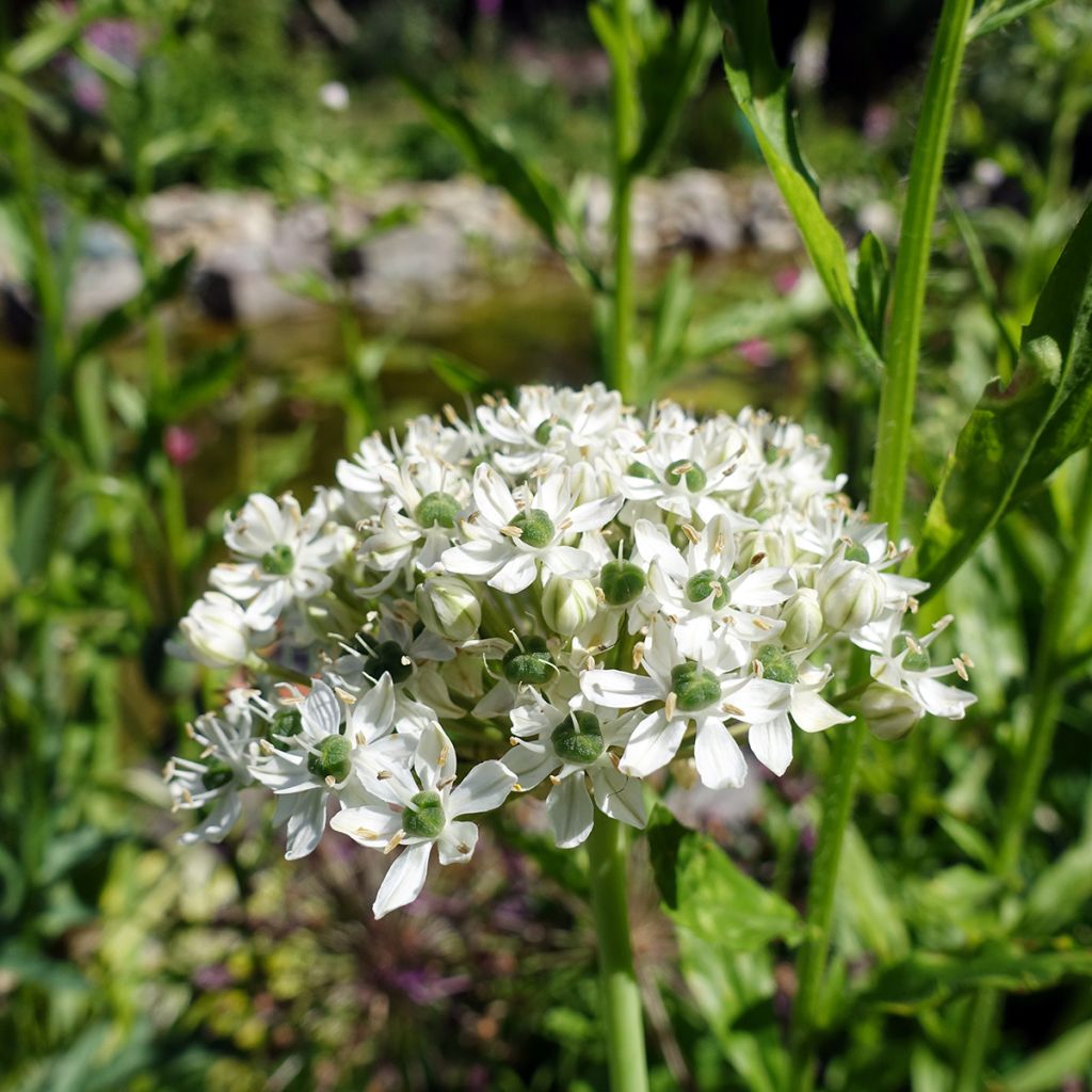 Allium nigrum ssp multibulbosum - Ajo decorativo