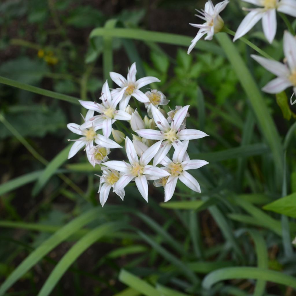 Ail d'ornement - Allium plummerae