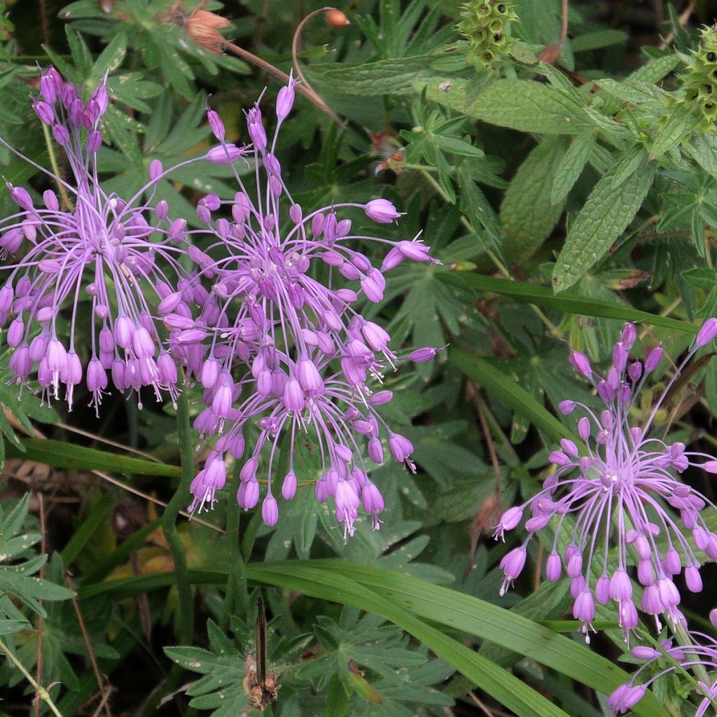 Allium pulchellum - Ajo decorativo