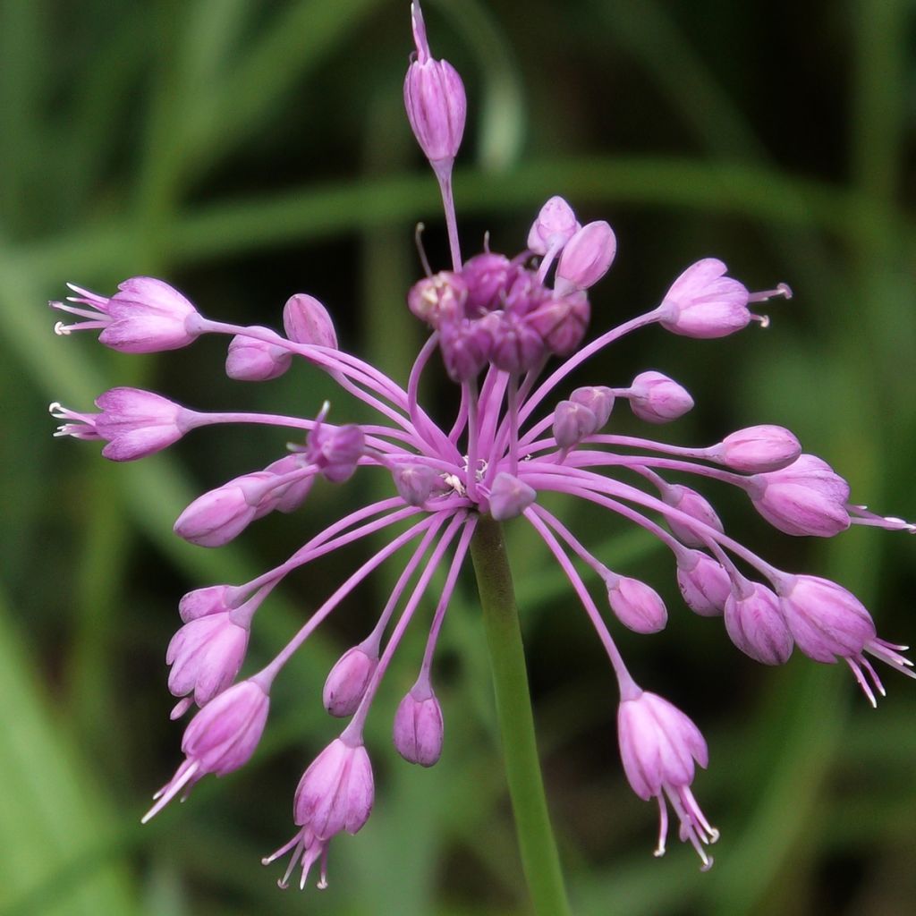 Allium pulchellum - Ajo decorativo