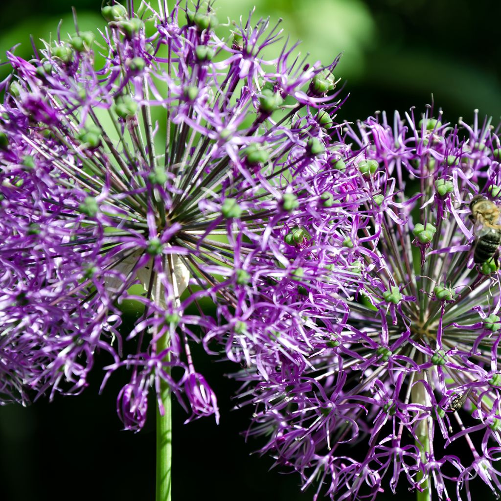 Allium rosenbachianum - Ajo decorativo