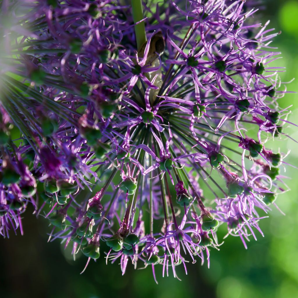 Allium rosenbachianum - Ajo decorativo