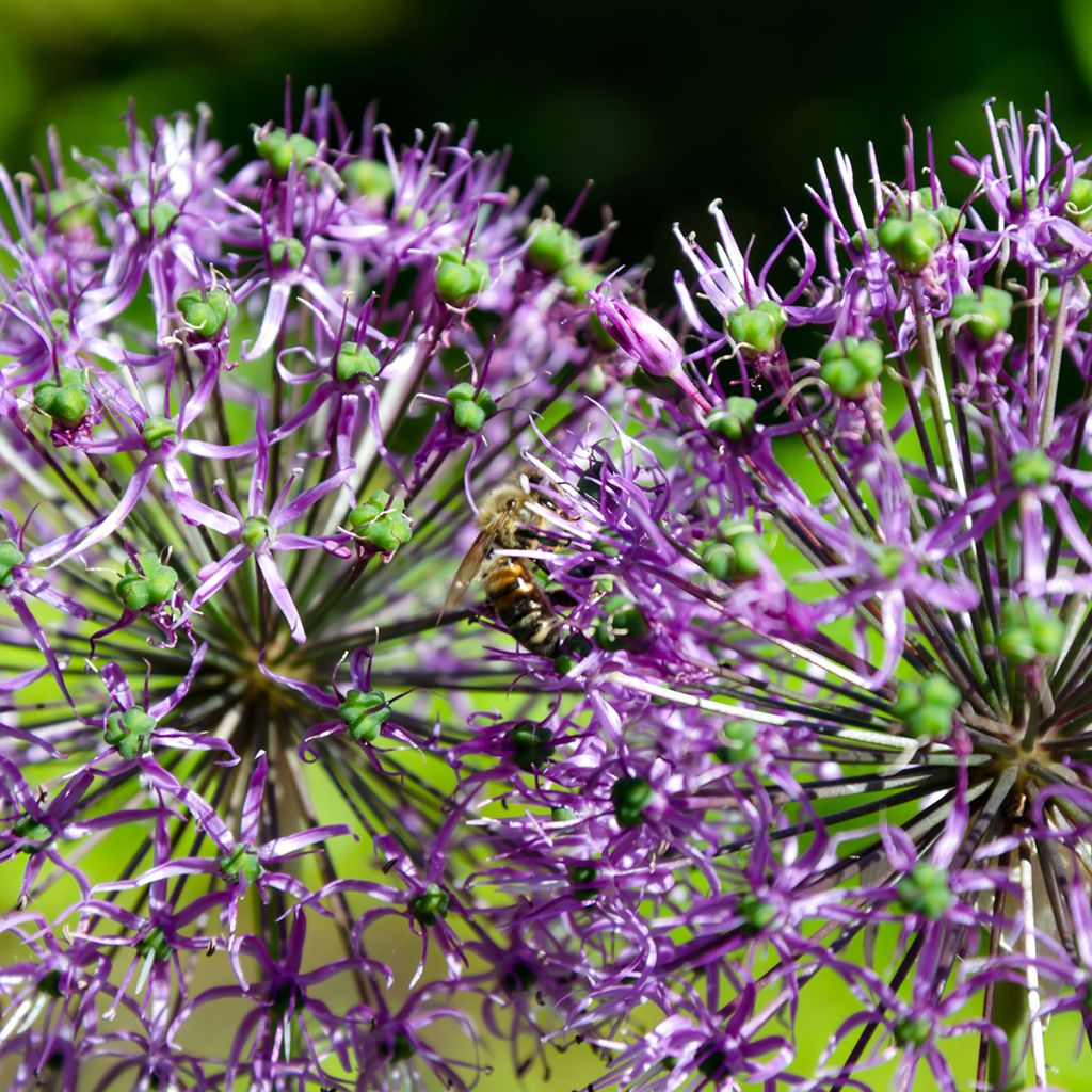 Allium rosenbachianum - Ajo decorativo