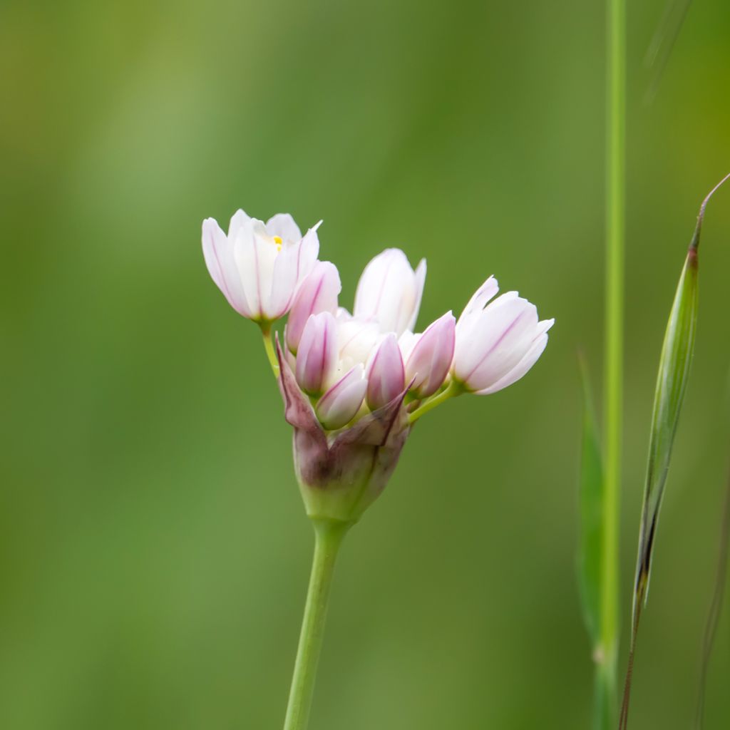 Allium roseum - Ajo de culebra