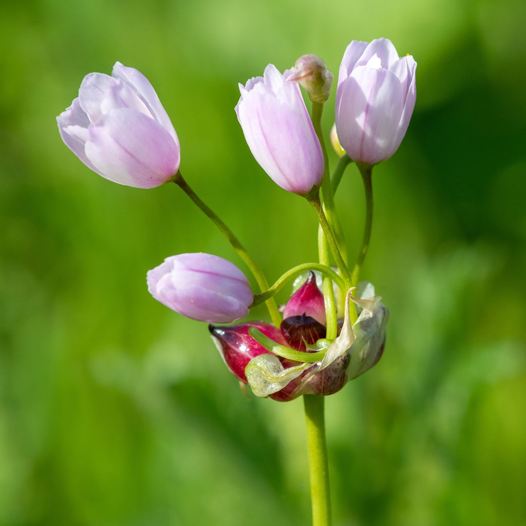 Allium roseum - Ajo de culebra