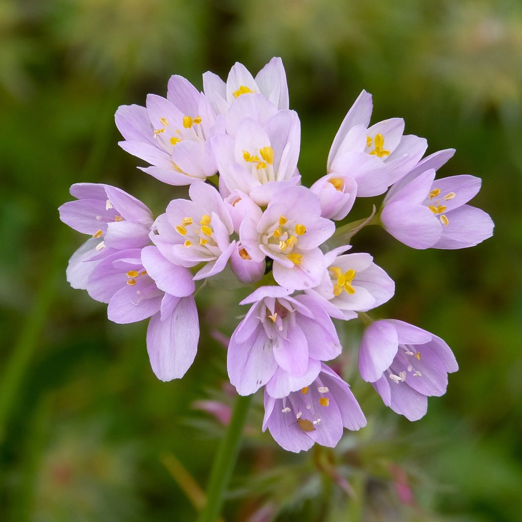 Allium roseum - Ajo de culebra