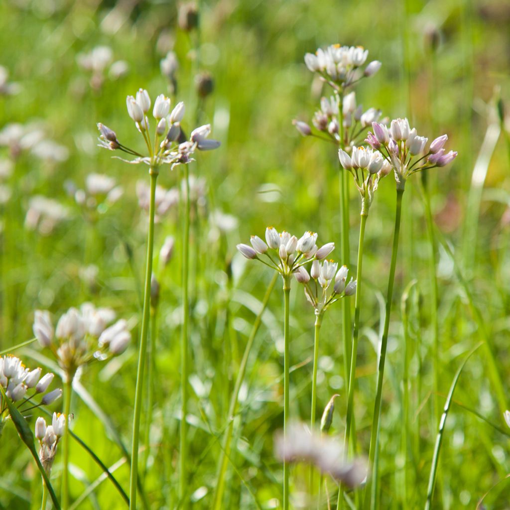 Allium roseum - Ajo de culebra