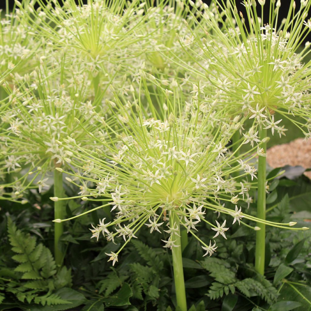 Ail d'ornement - Allium schubertii Arctic Snow